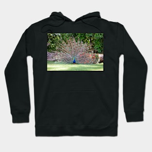 Peacock Fan Hoodie